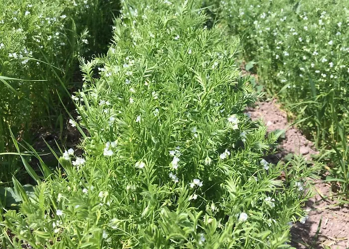 Σπίτι διακοπών La Limonaia